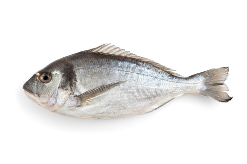 Gilt-head Bream isolated on white.