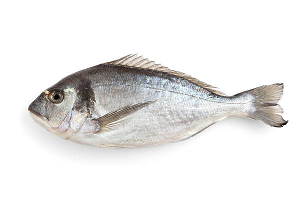 Gilt-head Bream on White stock photo