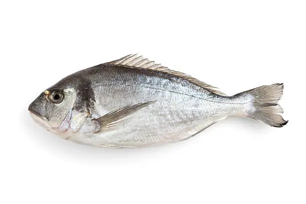 Photo of Gilt-head Bream on White