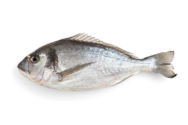 gilt-head บรีมบนสีขาว - วงศ์ปลาจาน ปลาเขตร้อน ภาพสต็อก ภาพถ่ายและรูปภาพปลอดค่าลิขสิทธิ์