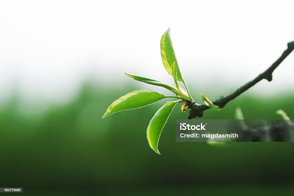 springtime beginnings first leaves of pear tree against defocused forest, shallow dof Back Lit Stock Photo