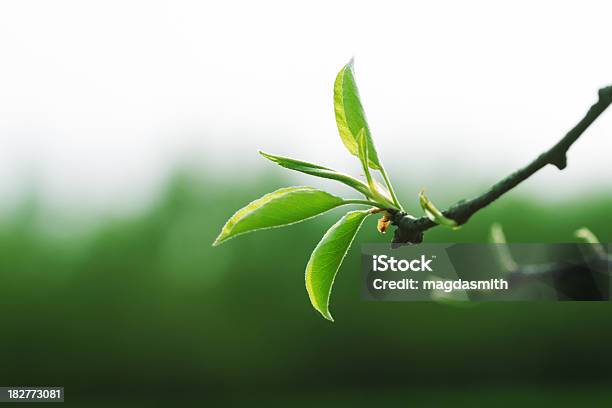 Springtime Beginnings Stock Photo - Download Image Now - Back Lit, Botany, Branch - Plant Part