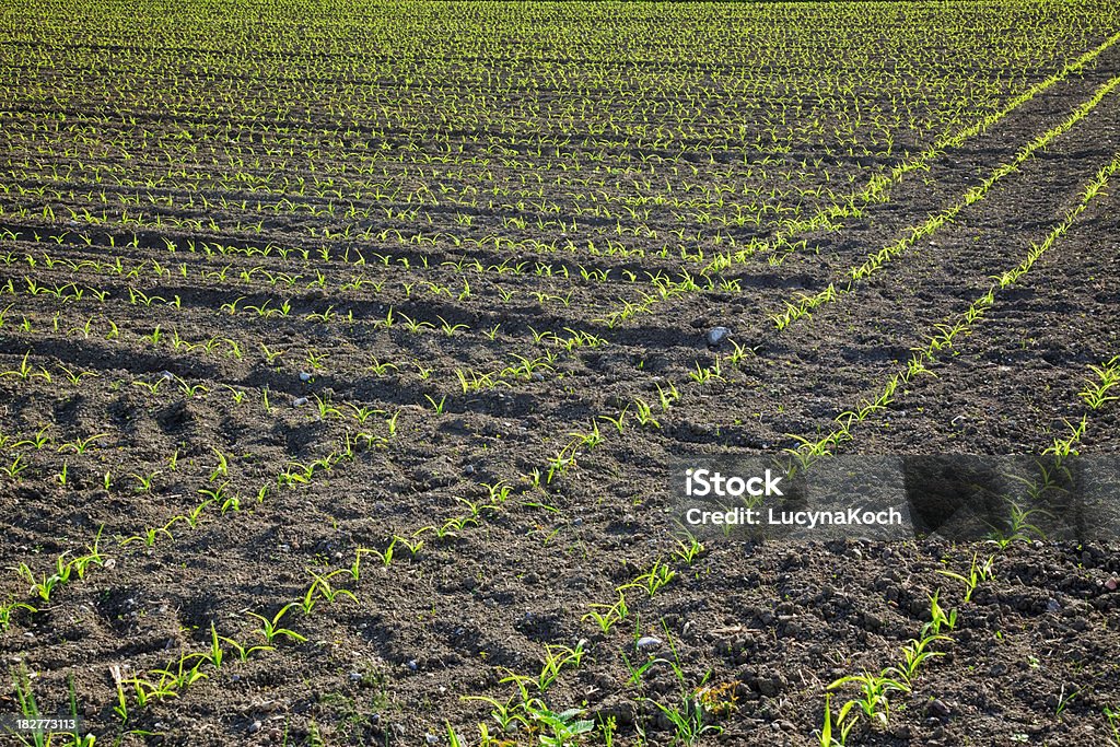 Feld im Frühling - Lizenzfrei Bauernhaus Stock-Foto