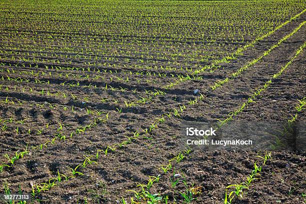 Feld Im Frühling Stockfoto und mehr Bilder von Bauernhaus - Bauernhaus, Blatt - Pflanzenbestandteile, Erdreich