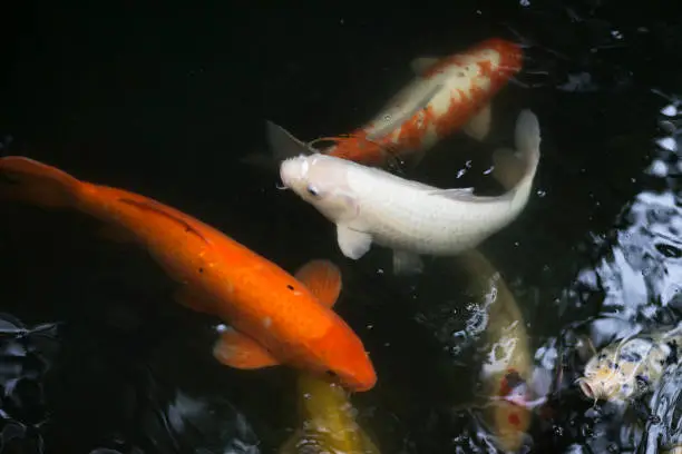 Fishes of Kinkaku-ji Temple Temple. Very usual view from any temple's lake in Japan