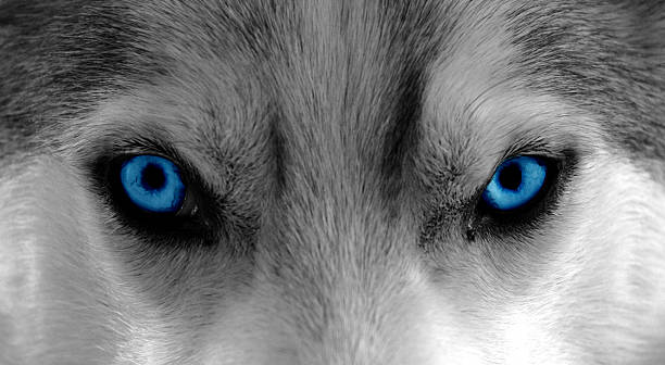 The Wolf Within Close-Up shot of a husky / sleddog. Colors changed to b/w and enhanced blue for the eyes animal eye stock pictures, royalty-free photos & images
