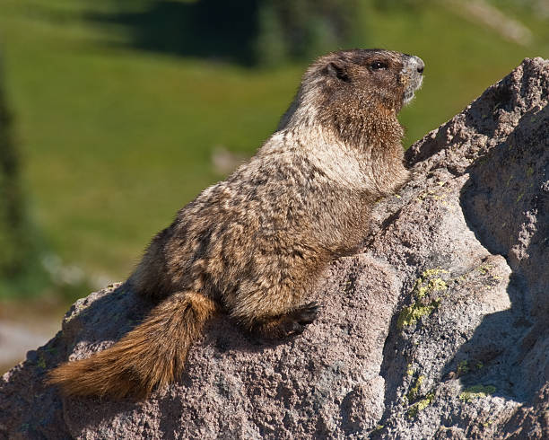 Hoary Marmot Sunning on a Rock This Hoary Marmot (Marmota caligata) is sunning on a rock in the Skyscraper Pass area at Mount Rainier National Park, Washington State, USA. jeff goulden mount rainier national park stock pictures, royalty-free photos & images