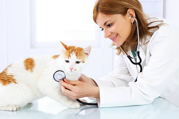 istock Young female veterinary caring of a cute cat 182773466
