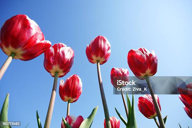 Tulpen Stockfoto und mehr Bilder von Aufnahme von unten - Aufnahme von unten, Blatt - Pflanzenbestandteile, Blau