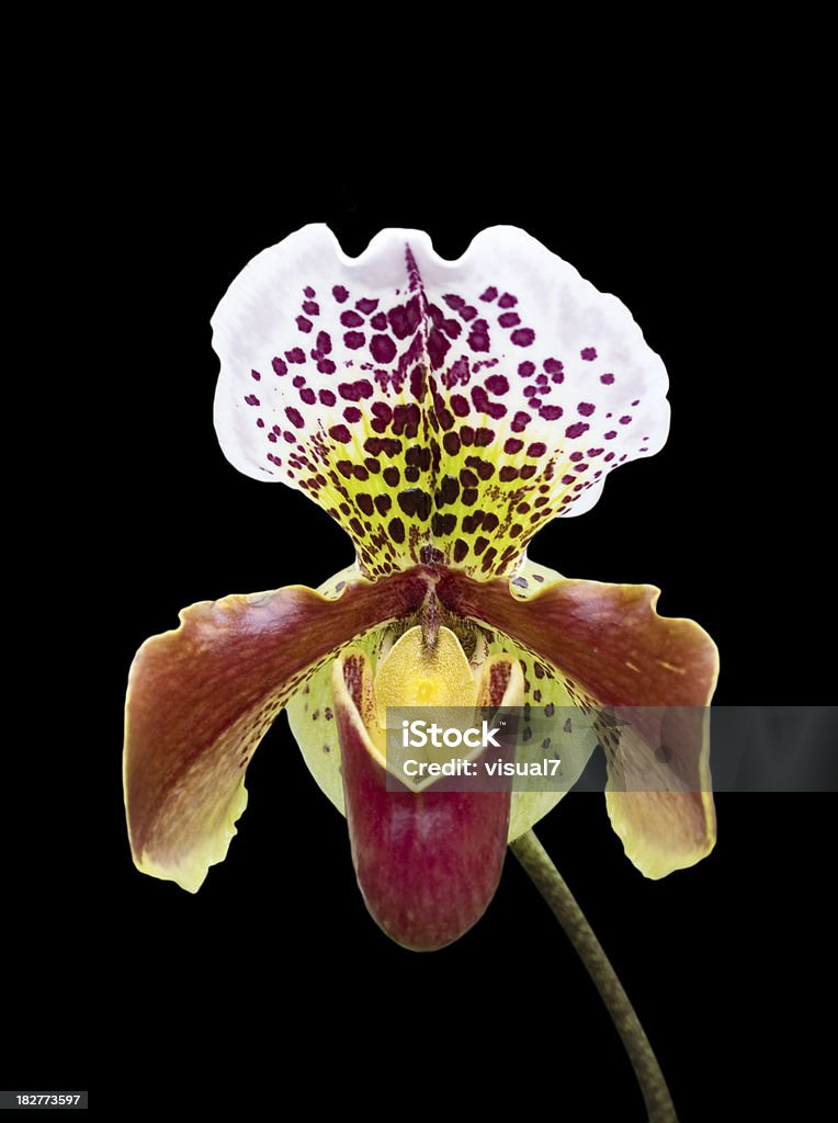 Sabot de Vénus orchid - Photo de Asiatique de l'Est et du Sud-Est libre de droits