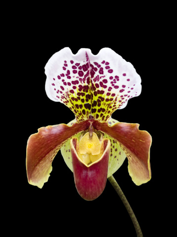 Lady's Slipper orchid on black background