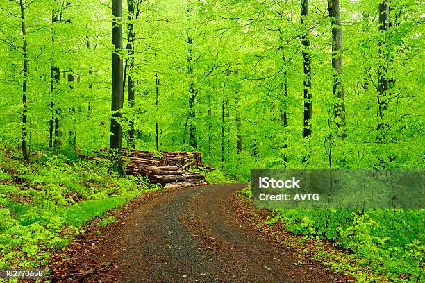 Photo libre de droit de Chemin De Terre À Travers Forêt De Hêtre Luxuriante Après La Pluie banque d'images et plus d'images libres de droit de Arbre