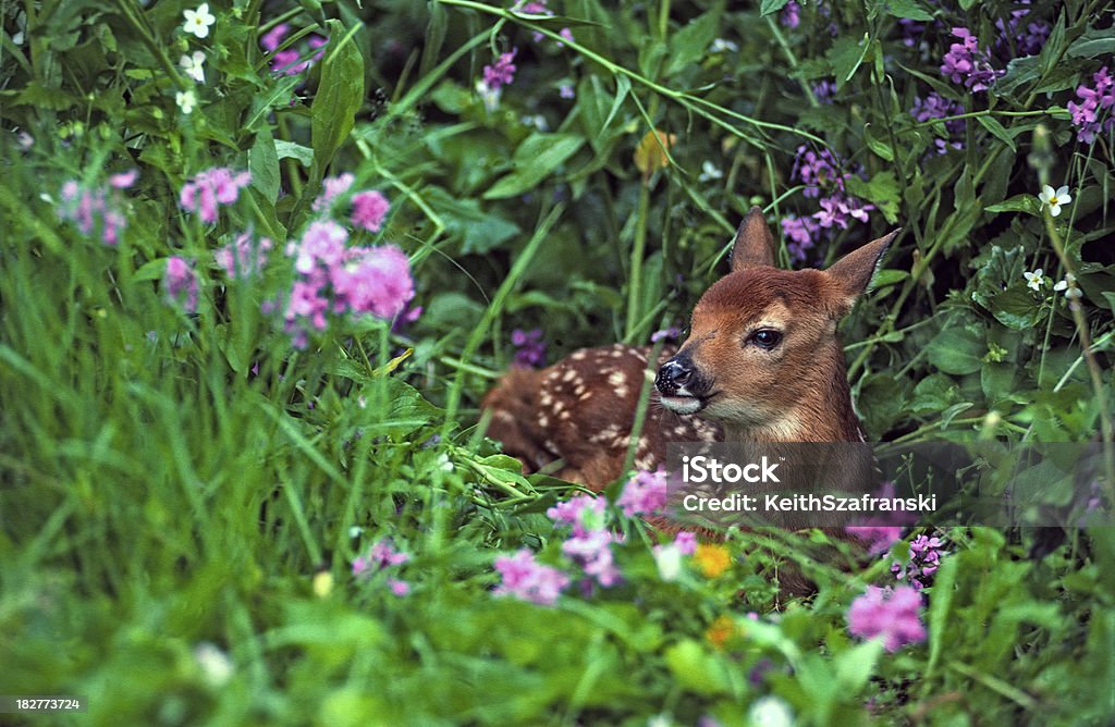 Fawn & Flowers Week-old whitetail deer fawn laying among wildflowers. MT. Fawn - Young Deer Stock Photo