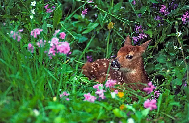 Week-old whitetail deer fawn laying among wildflowers. MT.