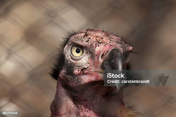 Redheaded Vulture Stock Photo - Download Image Now - Animal, Animals In  Captivity, Aviary - iStock