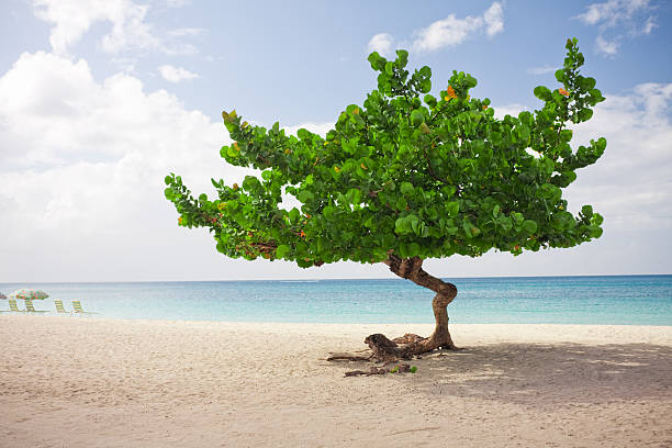tropical beach stock photo
