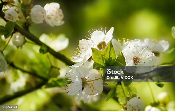 Photo libre de droit de Fleurs De Cerisier banque d'images et plus d'images libres de droit de Arbre - Arbre, Arbre en fleurs, Beauté de la nature