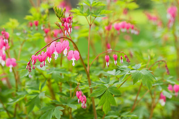 istock Bleeding Hearts in Spring Garden 182774155