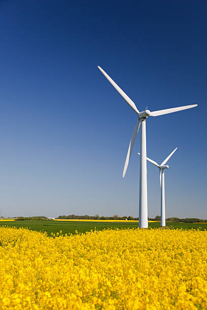 Turbiny wiatrowe w żółtym polu.  Zrównoważonej energii.  Spolaryzowana błękitne niebo. – zdjęcie