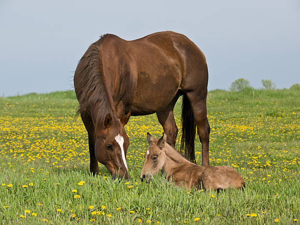 istock Quarter Horse Mare & Foal in Pasture 182774457