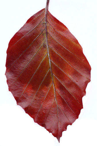 Golden Copper beech leaf on white background.Other beech tree and green nature pictures from my portfolio: