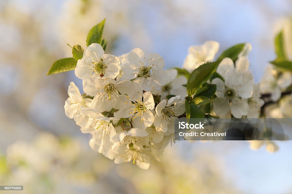 Cherry blossom - Lizenzfrei Ast - Pflanzenbestandteil Stock-Foto