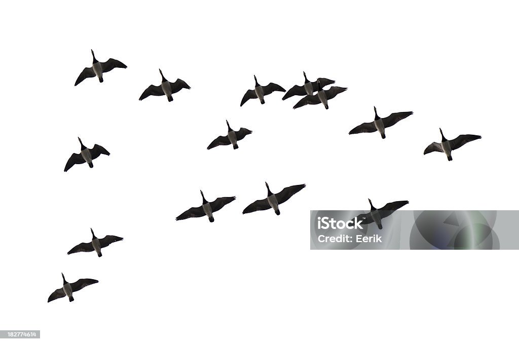 이동 거위 흰색 - 로열티 프리 새의 브이-형태로 날기 스톡 사진