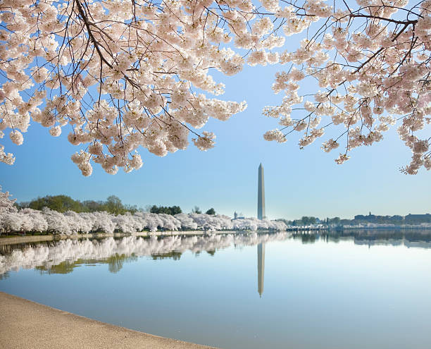 istock Washington Monument and Cherry Blossoms Reflecting in Tidal Basin 182774643