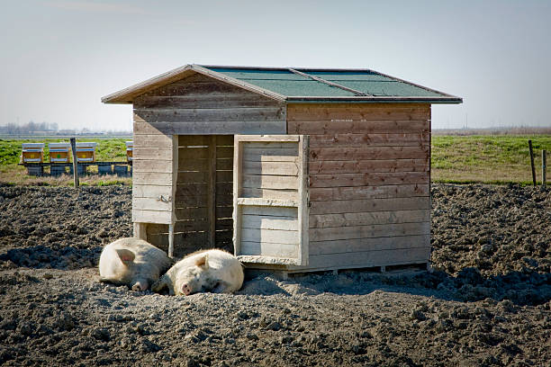 couple of pigs sleep before their pigsty