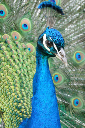 close up of a beautiful peacock displaying its feathers.See more peacocks here: