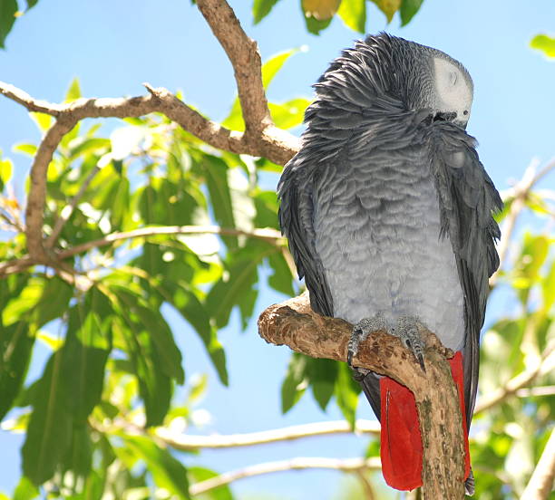 grew parrot grew parrot sitting on a tree in wilderness sleeping parrot stock pictures, royalty-free photos & images