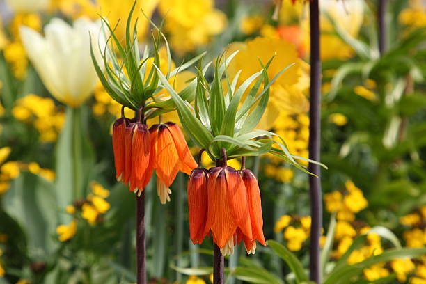 Crown imperial flower (Fritillaria imperialis) stock photo