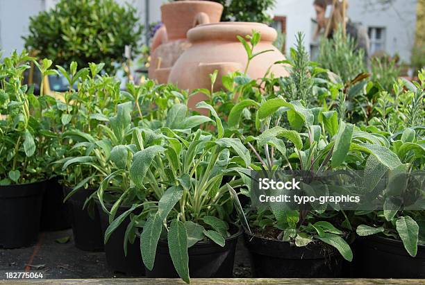 Sábio Salvia Officinalis - Fotografias de stock e mais imagens de Ao Ar Livre - Ao Ar Livre, Botânica - Ciência de plantas, Botão - Estágio de flora