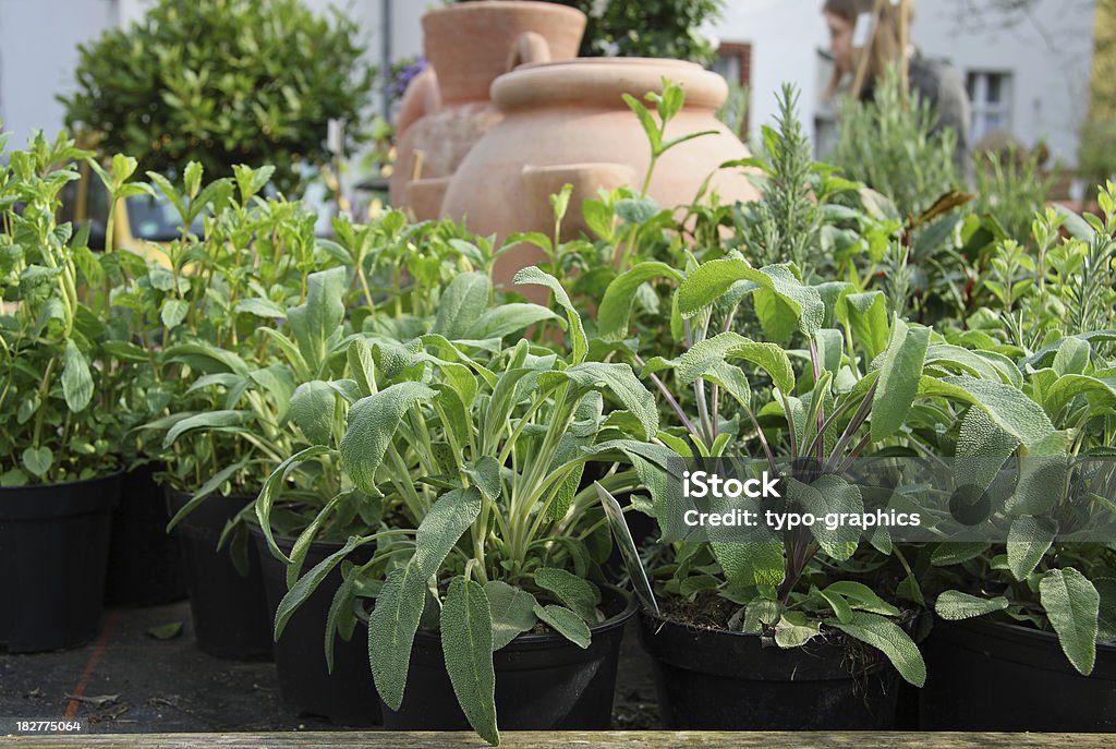 Шалфей, Salvia officinalis - Стоковые фото Без людей роялти-фри