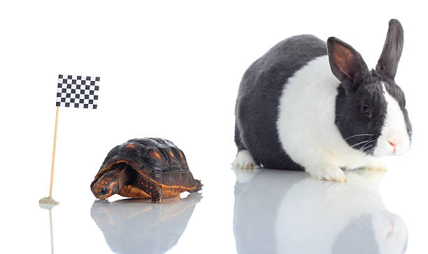 tartaruga lebre e a tartaruga-se em bandeira de chegada - the hare and the tortoise imagens e fotografias de stock