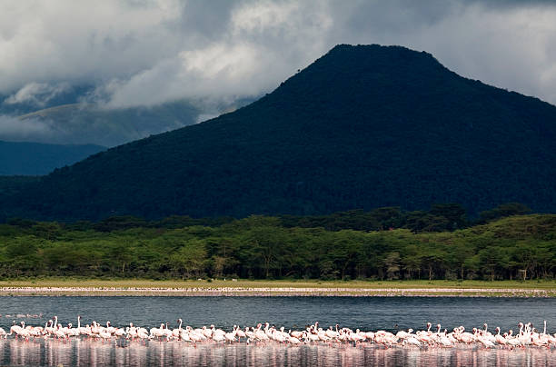 istock Flamingos against stormy sky 182775169