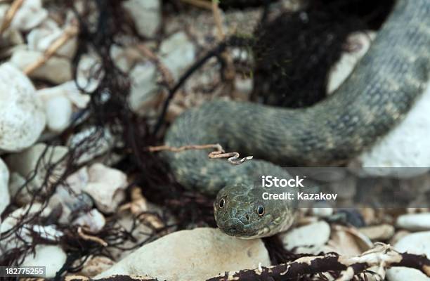 Photo libre de droit de Serpent banque d'images et plus d'images libres de droit de Animal vertébré - Animal vertébré, Animaux à l'état sauvage, Danger