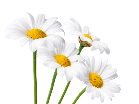 Daisy flowers isolated on white with clipping path included.