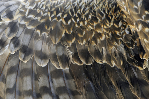 A closeup shot of peacock feathers