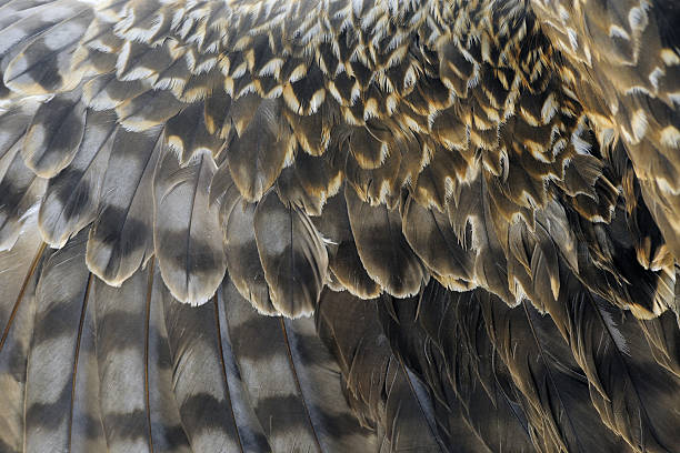 Texture of Eagle's Wing - XLarge stock photo