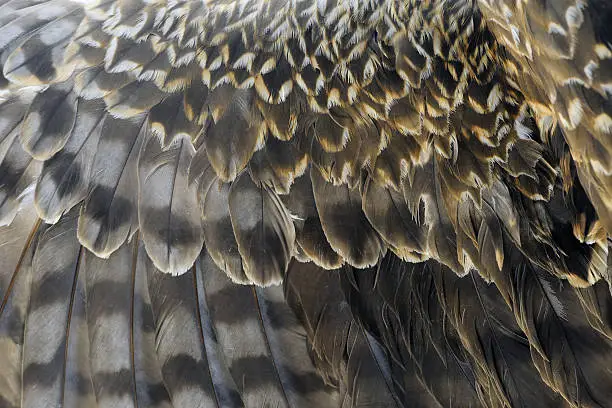 Photo of Texture of Eagle's Wing - XLarge