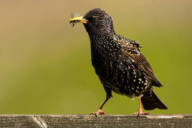 Starling (Sturnus vulgarus)