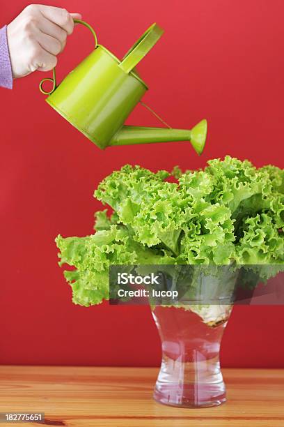 Gießen Grünem Salat Stockfoto und mehr Bilder von Ballaststoff - Ballaststoff, Bewässern, Biologie