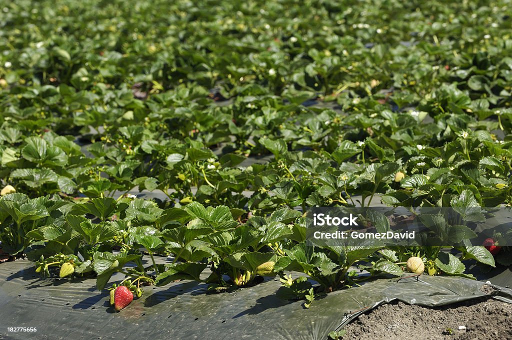 À maturité Strawberrys prêt pour la récolte - Photo de Agriculture libre de droits