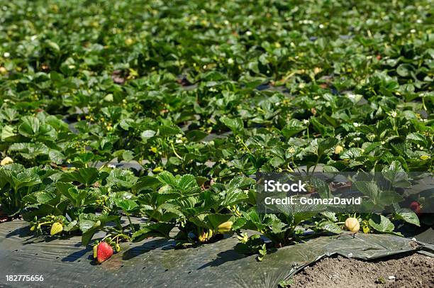 Maturo Strawberrys Pronto Per Il Raccolto - Fotografie stock e altre immagini di Agricoltura - Agricoltura, Alimentazione sana, Ambientazione esterna