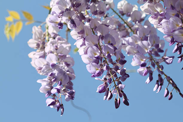 istock wisteria againt blue sky 182775675