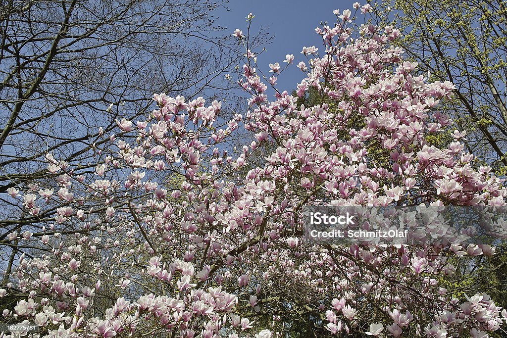 Desabrochando Magnólia da Primavera tempo - Royalty-free Azul Foto de stock