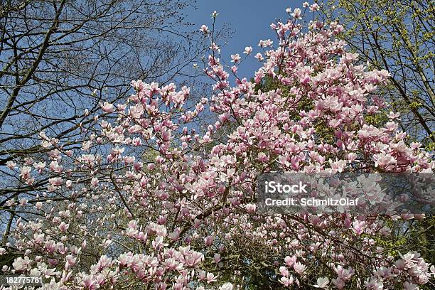 Desabrochando Magnólia Da Primavera Tempo - Fotografias de stock e mais imagens de Azul - Azul, Beleza, Beleza natural