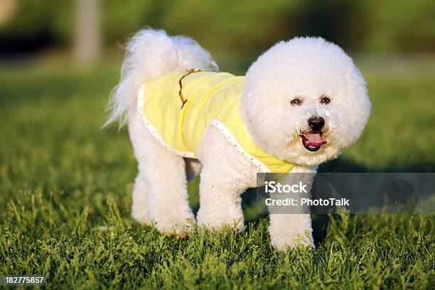 인명별 귀여운 Bichon 경견xl 달리기에 대한 스톡 사진 및 기타 이미지 - 달리기, 행복, 강아지 옷