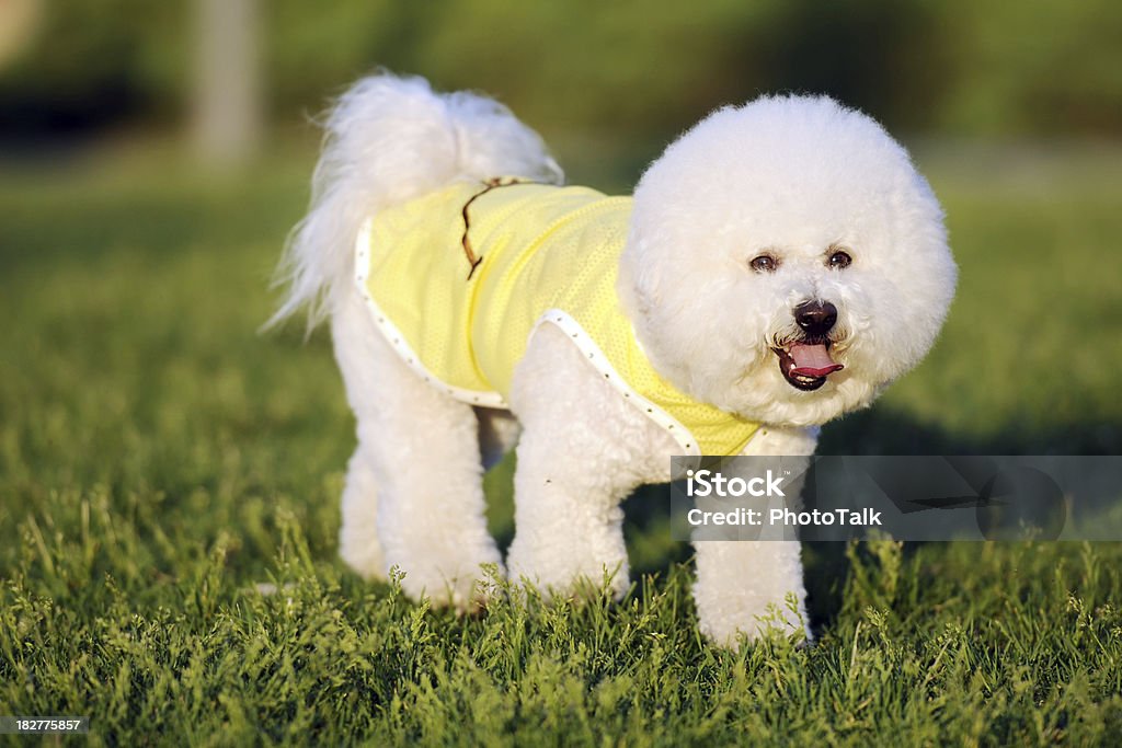 Biały ładny Bichon pies-XL - Zbiór zdjęć royalty-free (Biegać)